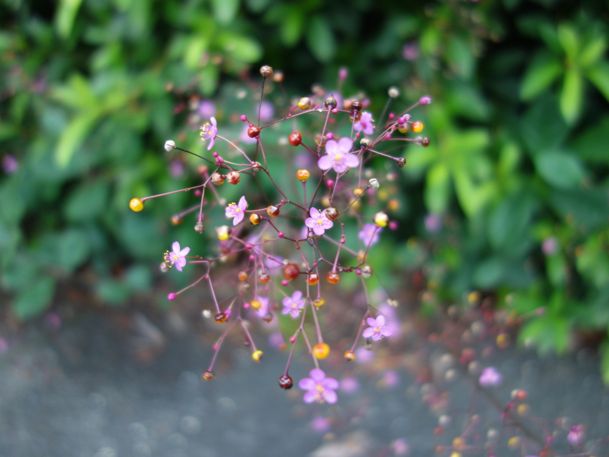 ハゼ ラン(爆蘭)