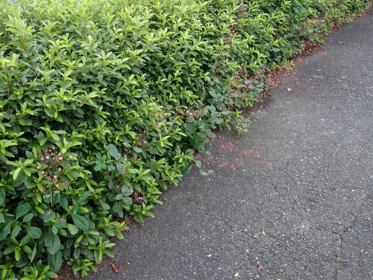 ハゼ ラン(爆蘭)