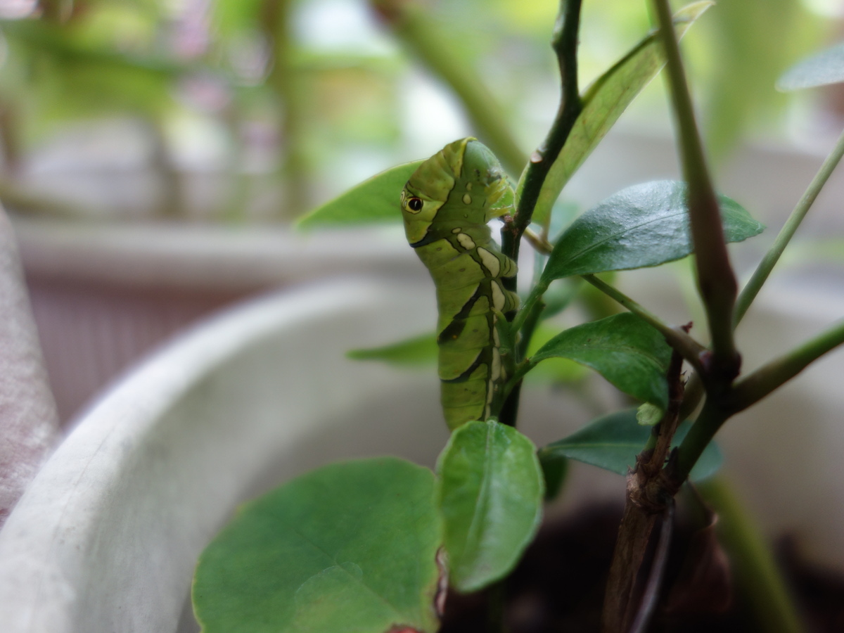 ナミ アゲハの幼虫