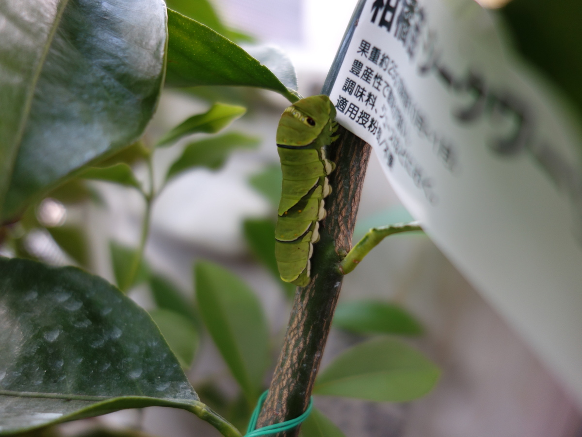 ナミ アゲハの幼虫