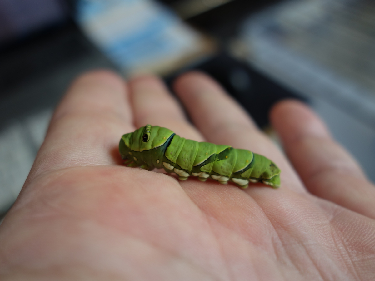 ナミ アゲハの幼虫