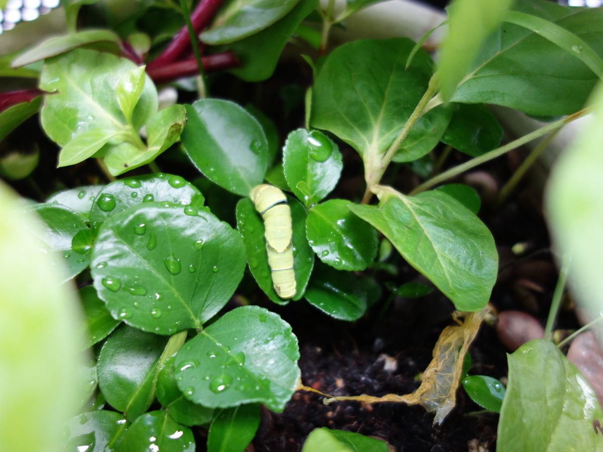 ナミ アゲハの幼虫