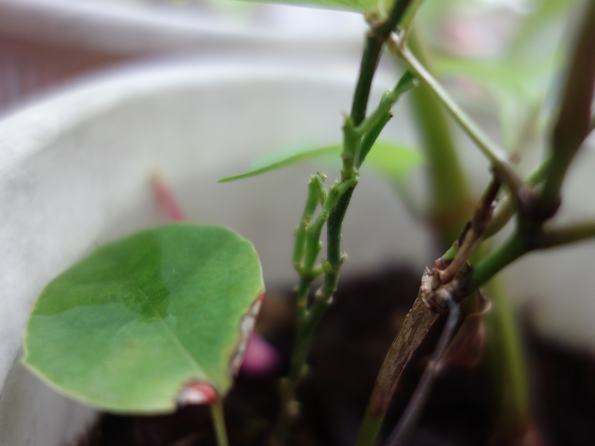 ナミ アゲハの幼虫