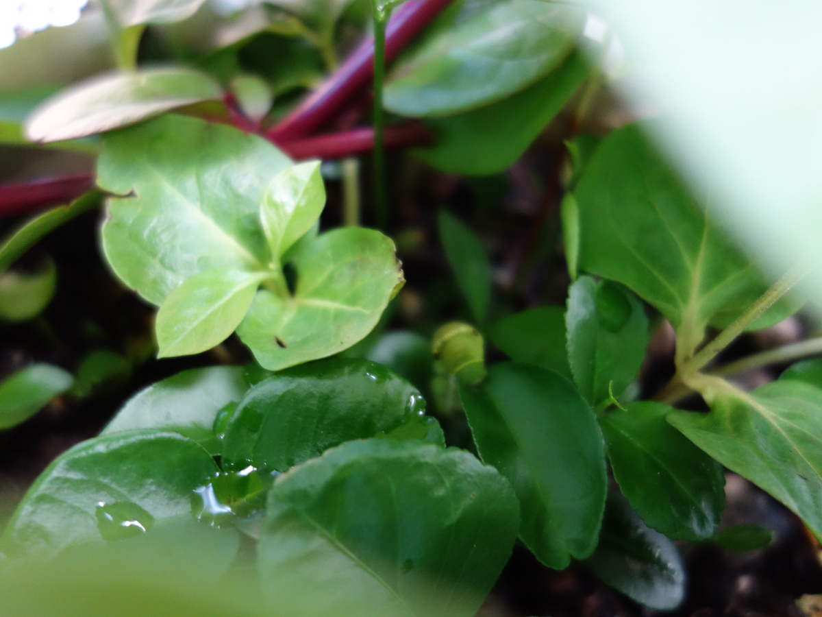 ナミ アゲハの幼虫