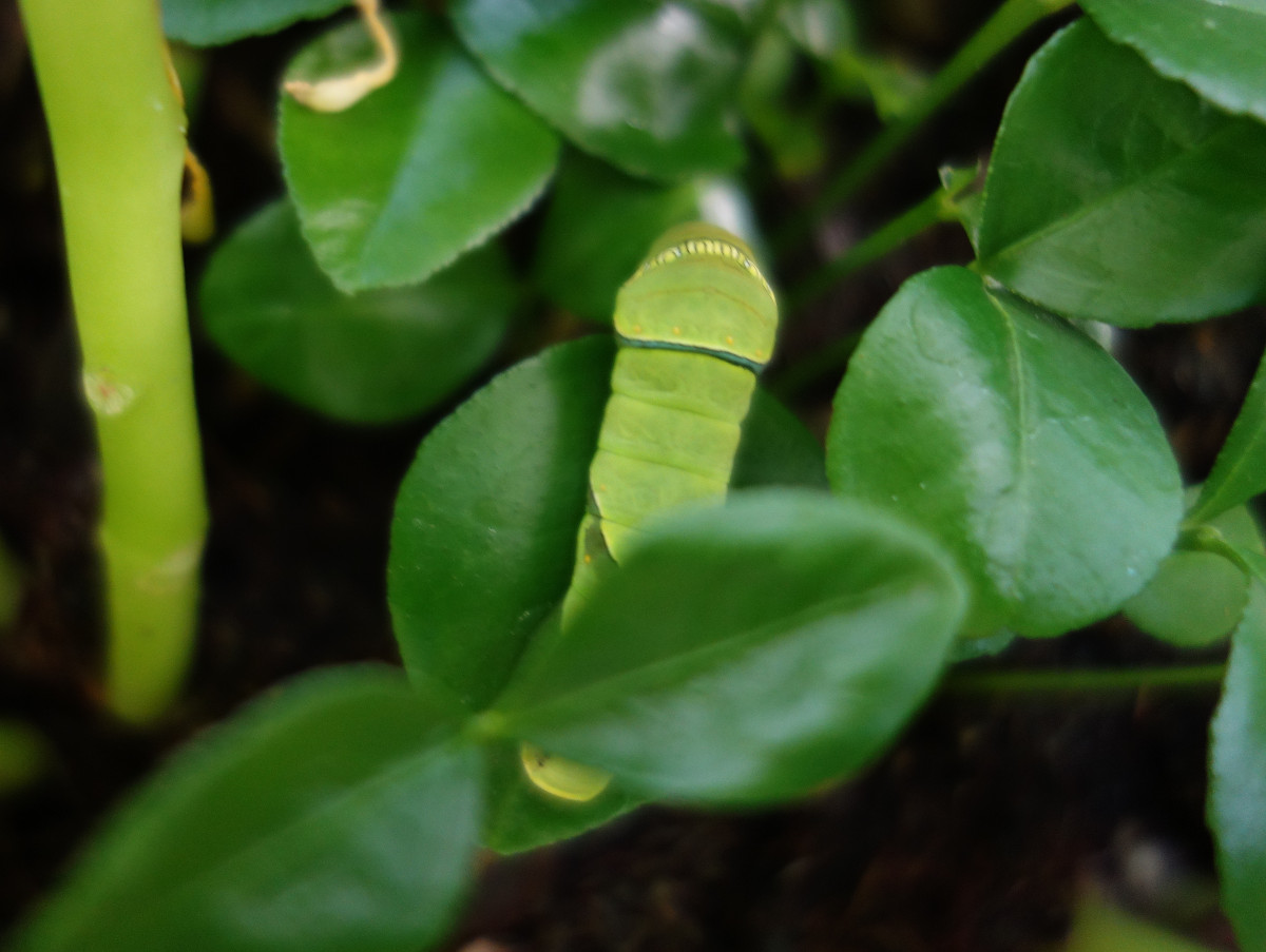 ナ ミアゲハの幼虫