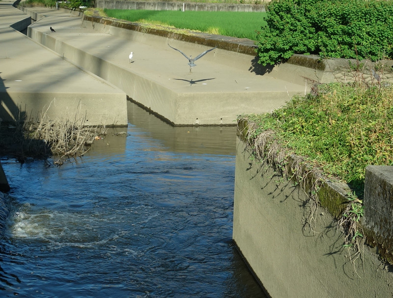 ササゴイとコサギとアオサギとカラス