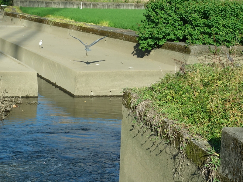 ササゴイとコサギとアオサギ