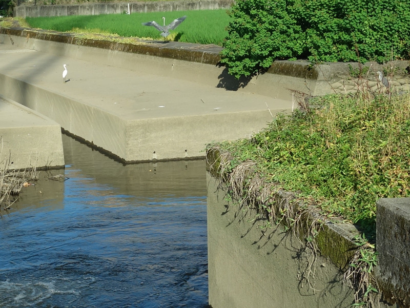 ササゴイとコサギとアオサギ