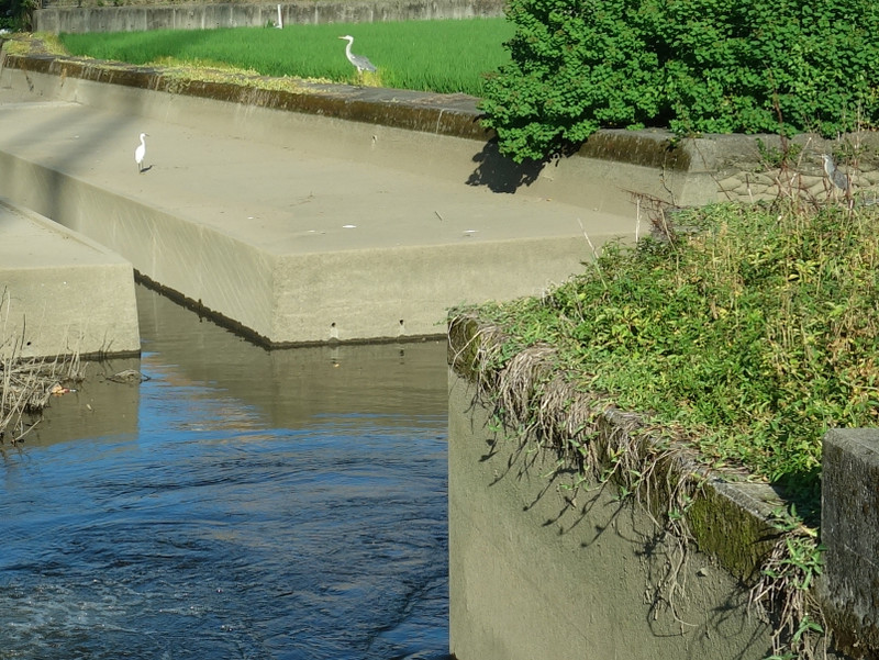 ササゴイとコサギとアオサギ