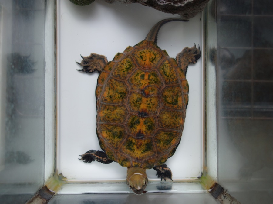 ニホンイシガメ