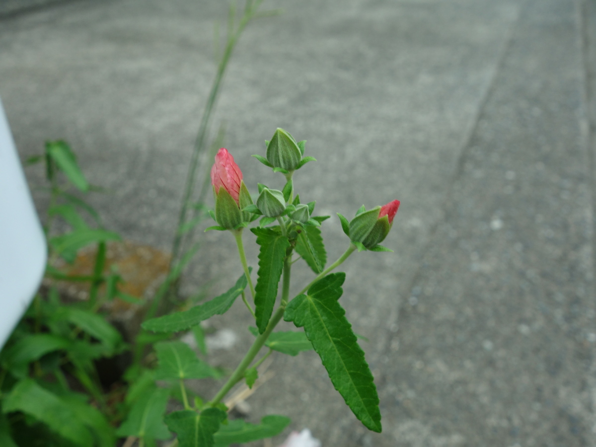 ヤノネボンテンカ(矢の根梵天花)