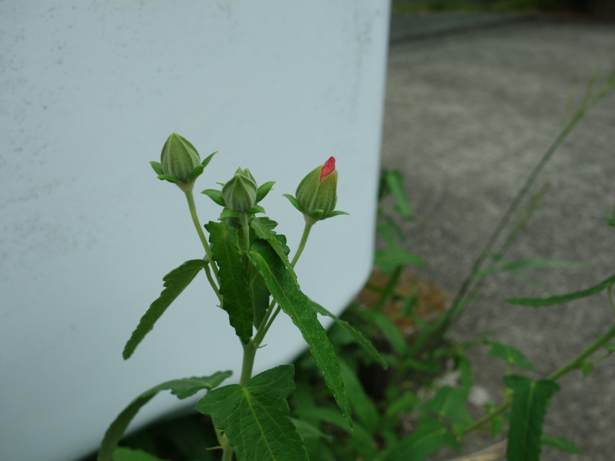 ヤノネボンテンカ(矢の根梵天花)