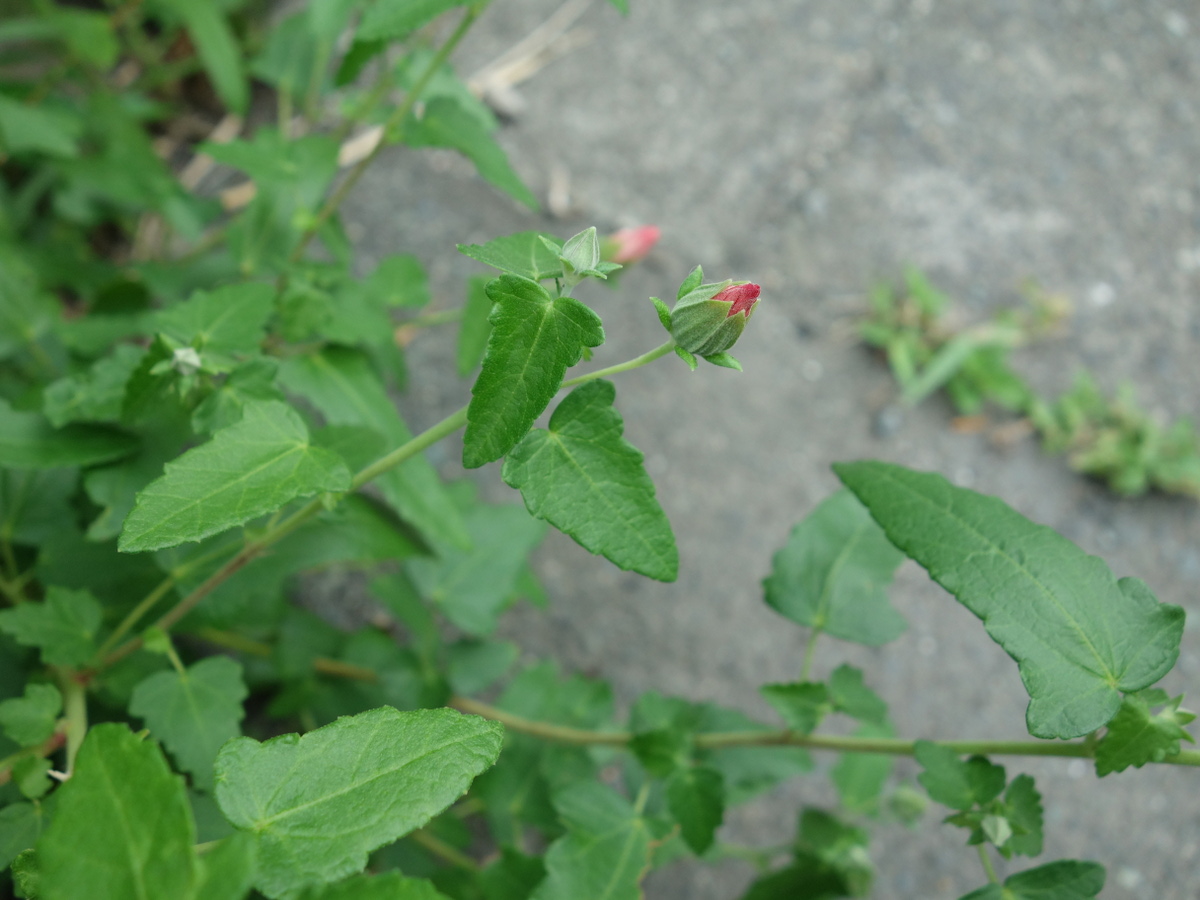 ヤノ ネボンテンカ(矢の根梵天花)