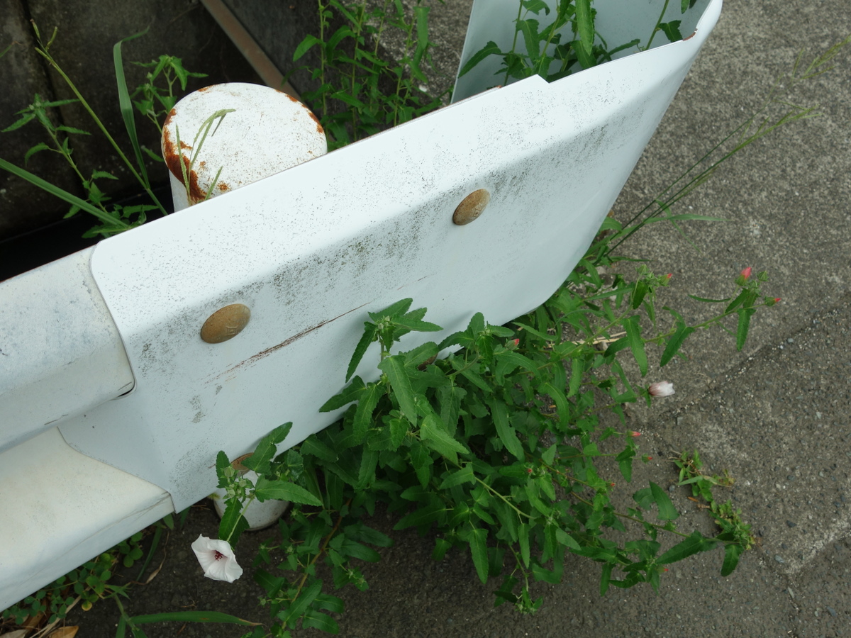 ヤノ ネボンテンカ(矢の根梵天花)