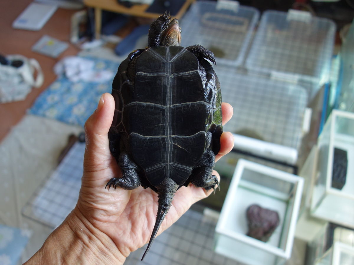 ニホンイシガメ