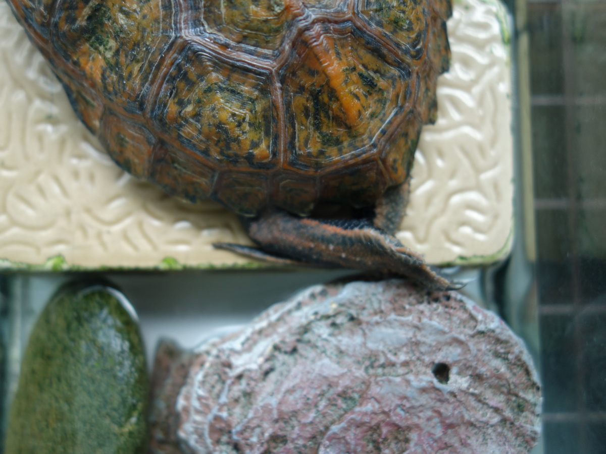 ニホ ンイシガメ