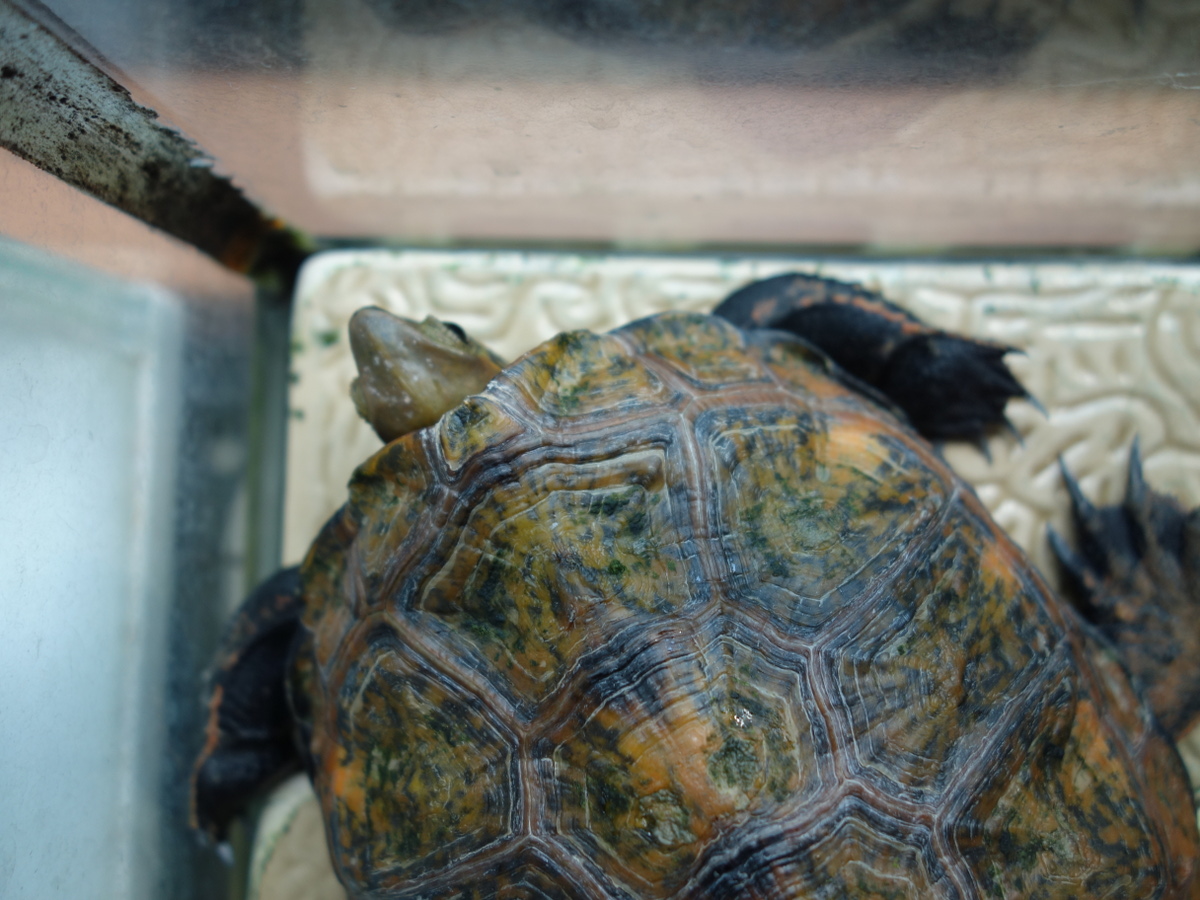 ニホ ンイシガメ