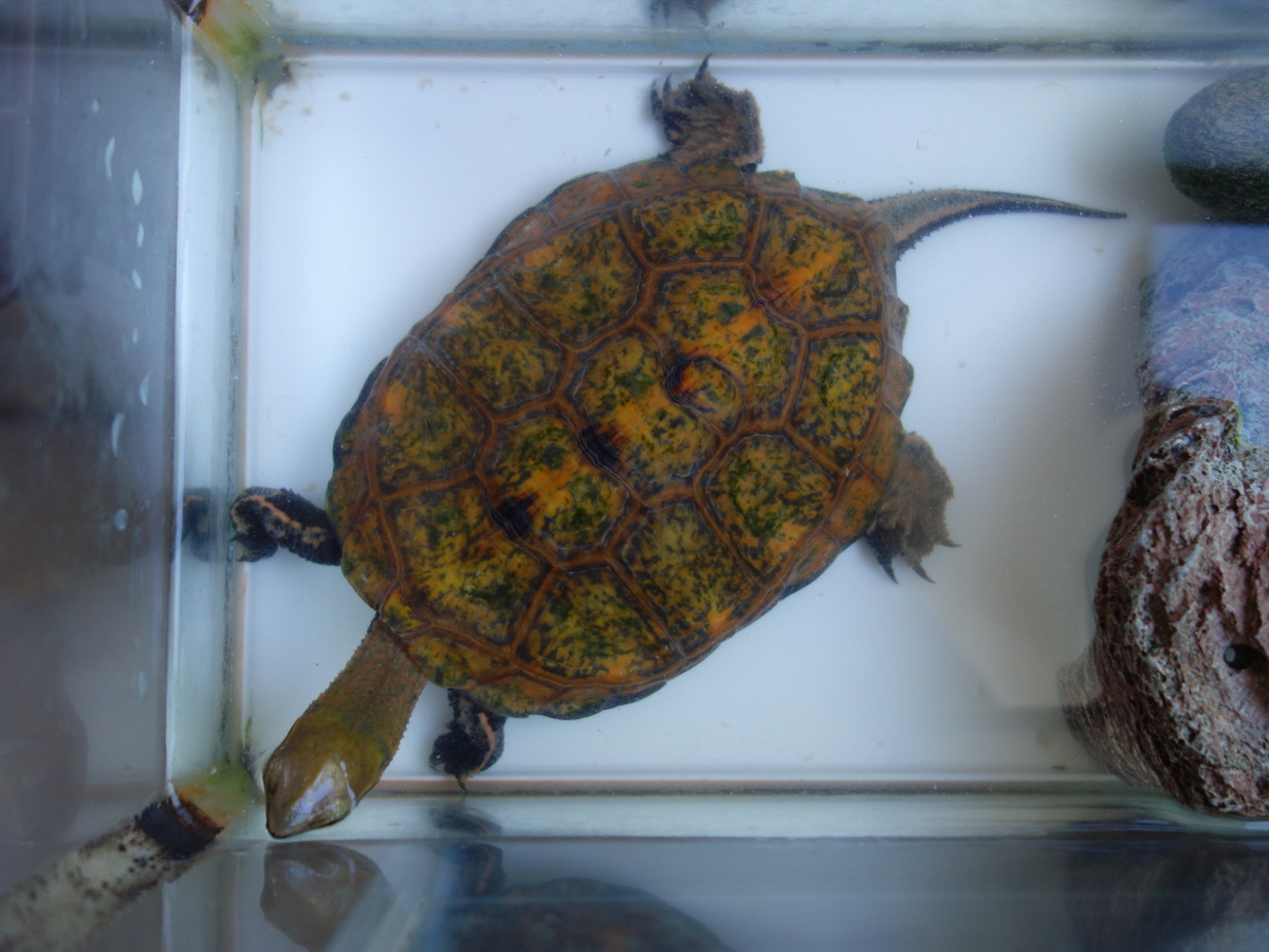 ニホンイシガメ