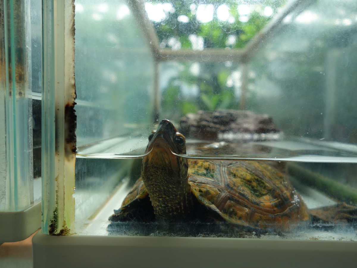 ニホンイシガメ