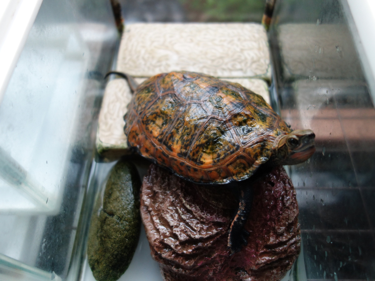 ニホンイシガメ