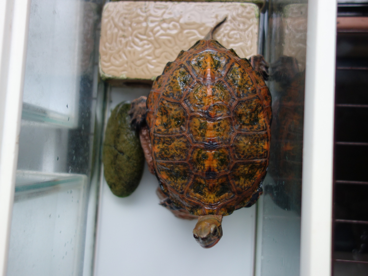 ニホンイシガメ