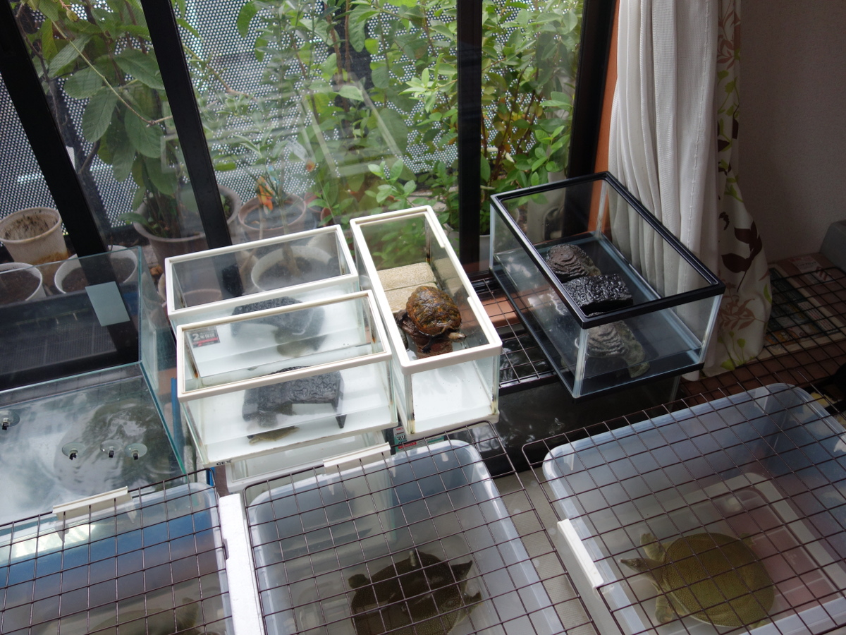 ニホンイシガメ