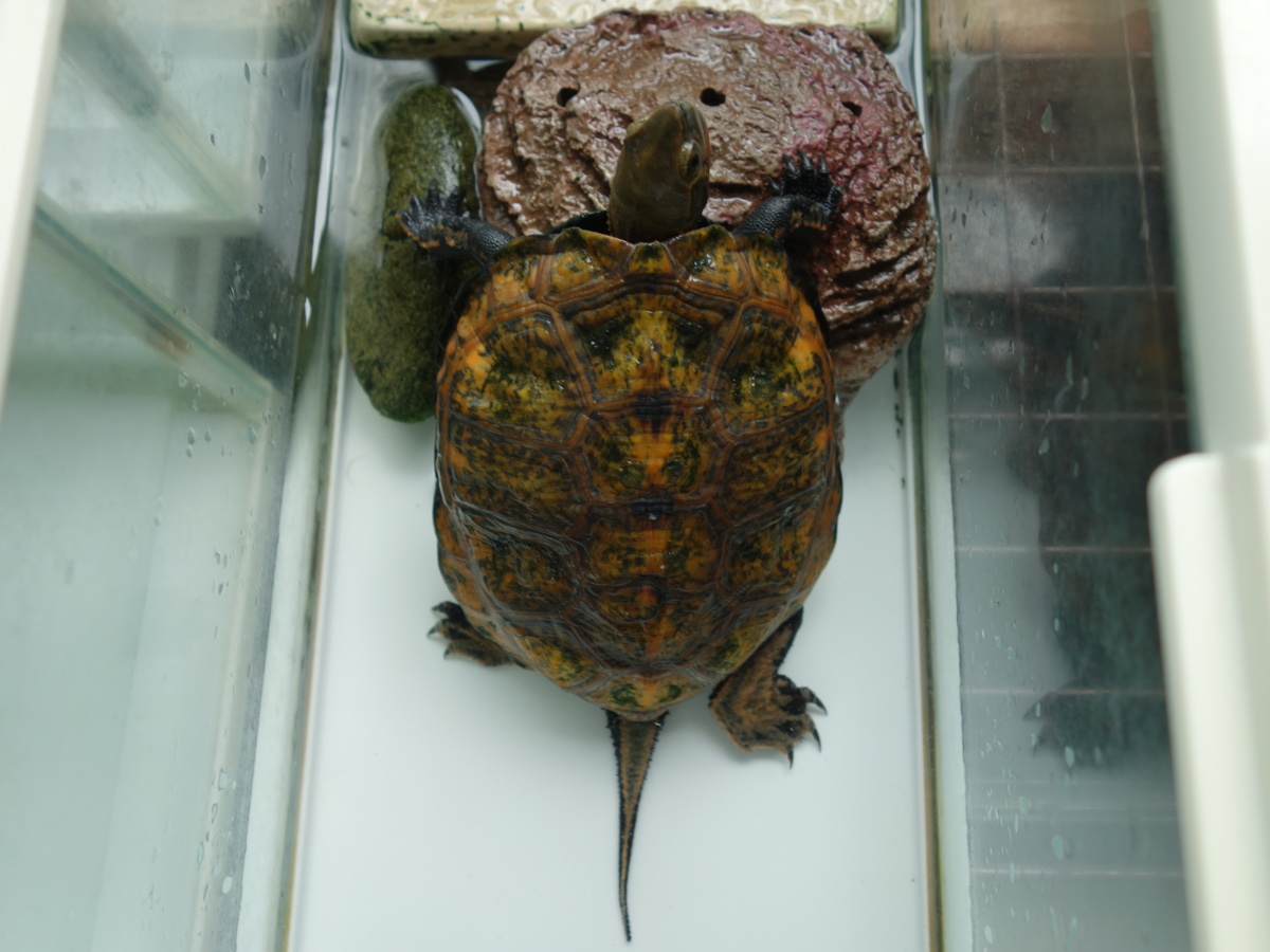 ニホンイシガメ