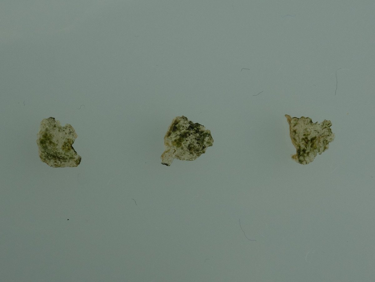 ニホンイシガメ