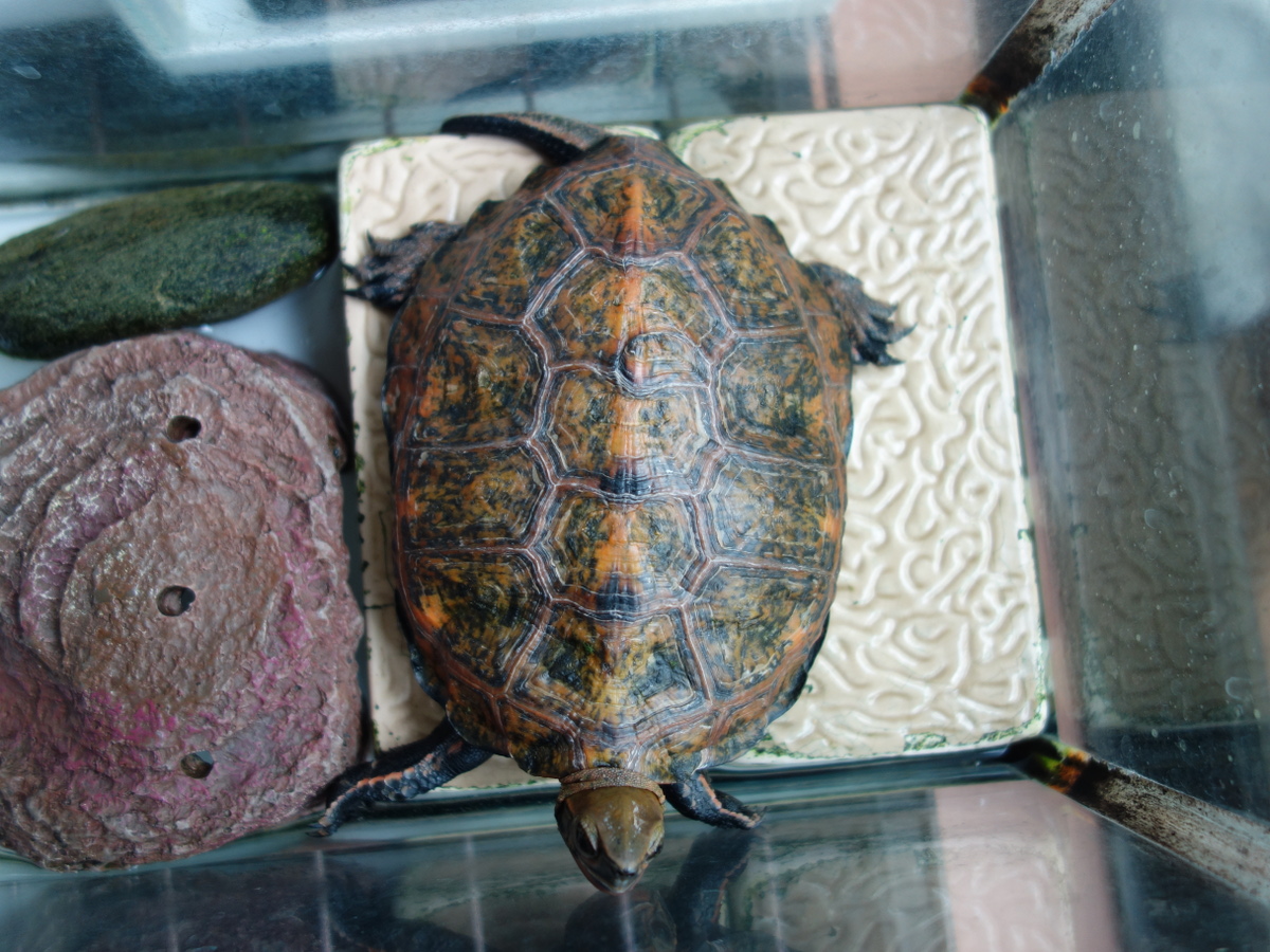 ニホンイシガメ