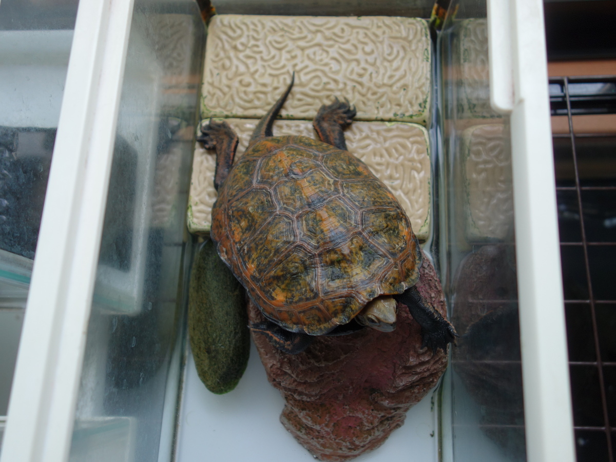 ニホンイシガメ