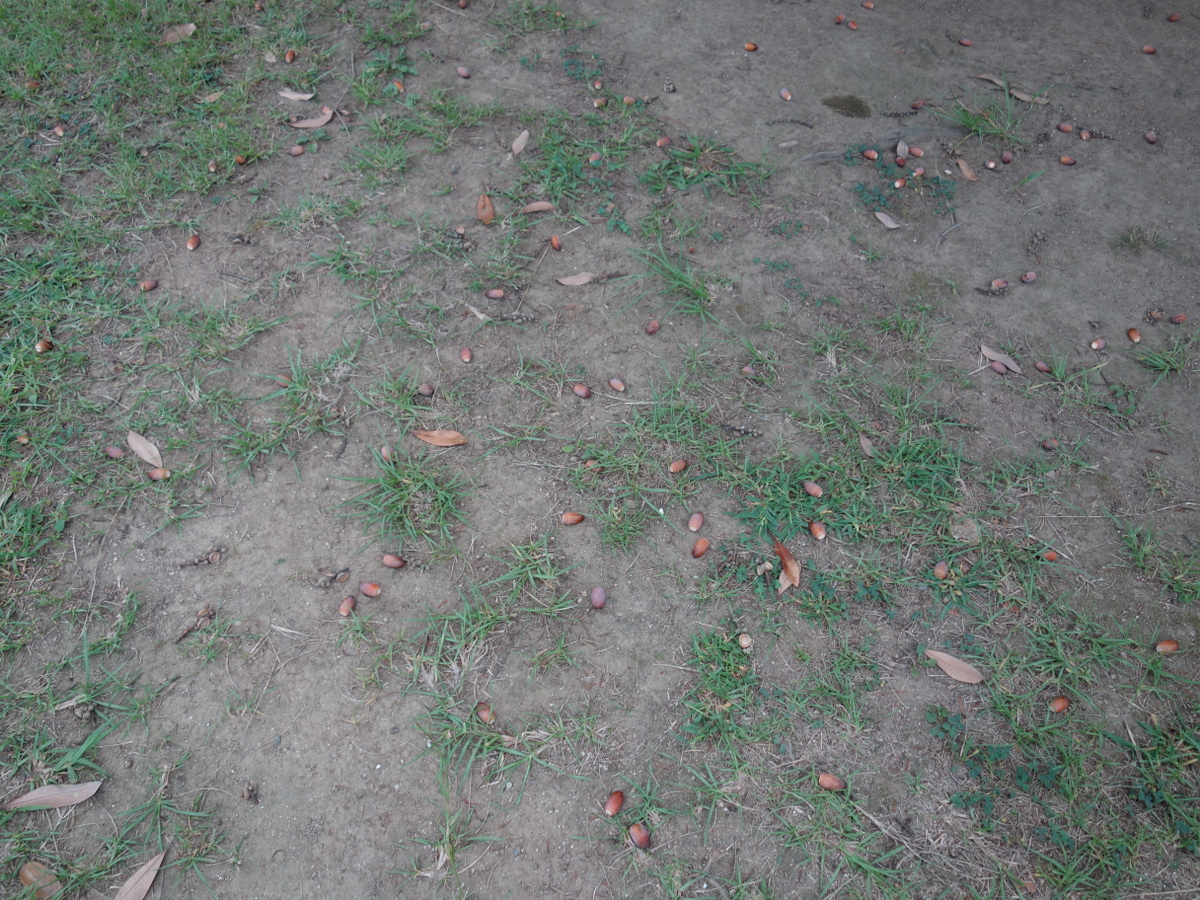 マテバシイ（馬刀葉椎）