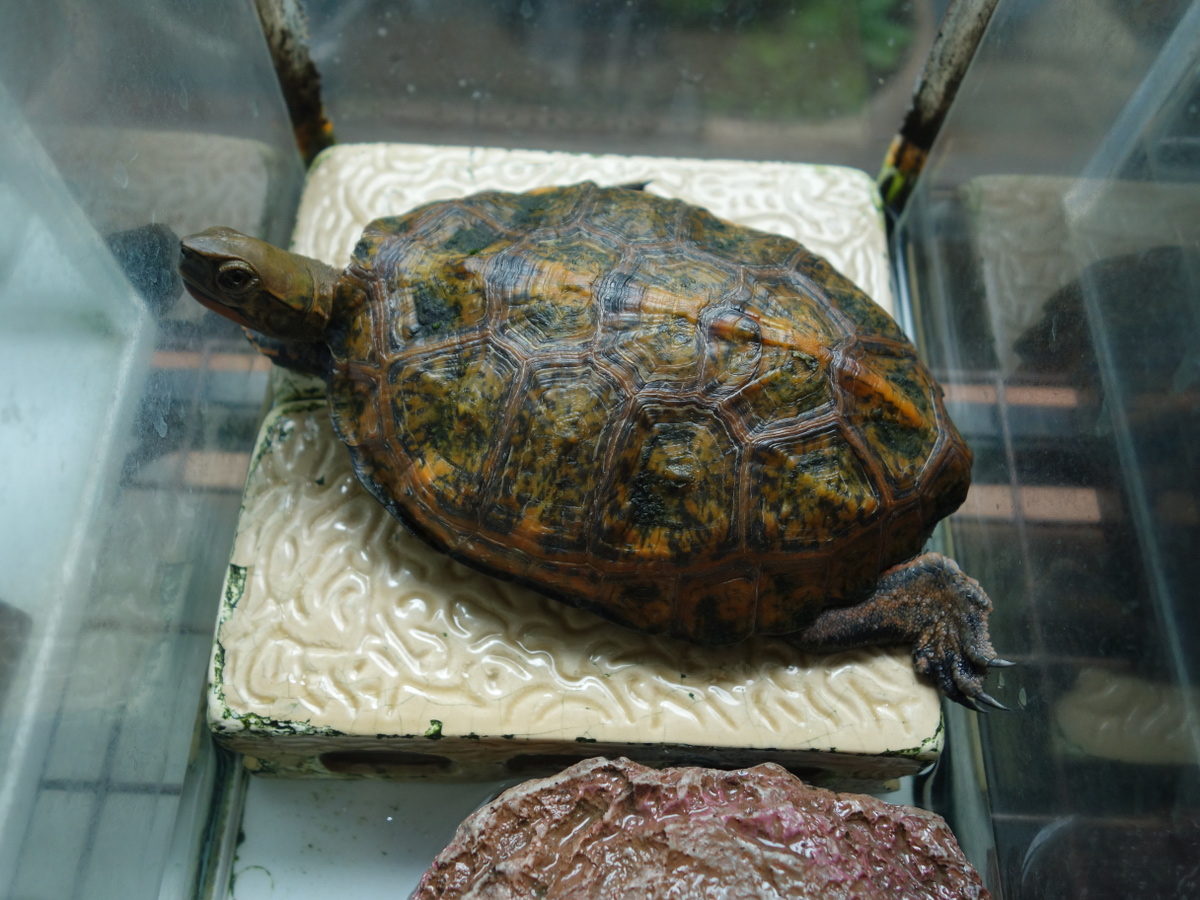 ニホンイシガメ