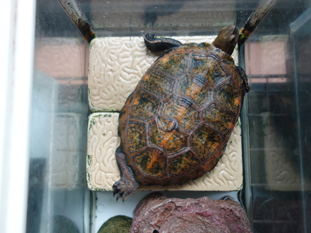 ニホンイシガメ