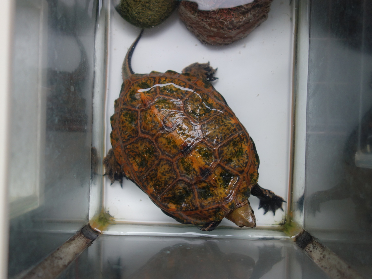 ニホンイシガメ