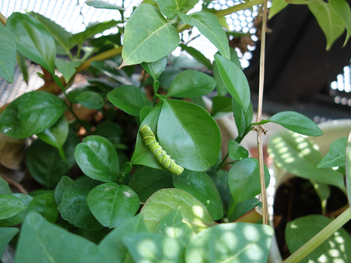 ナミアゲハの幼虫