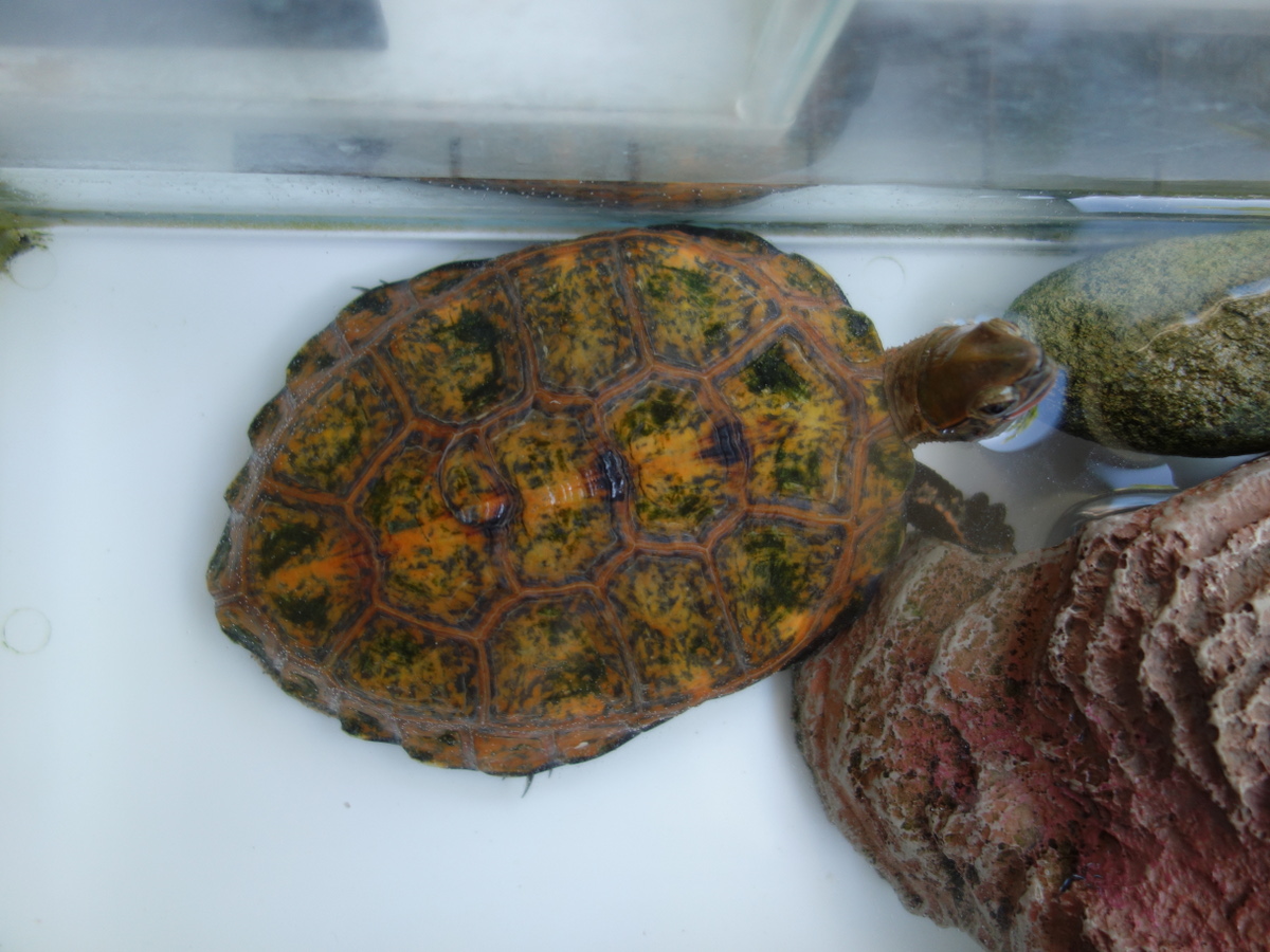 ニホンイシガメ