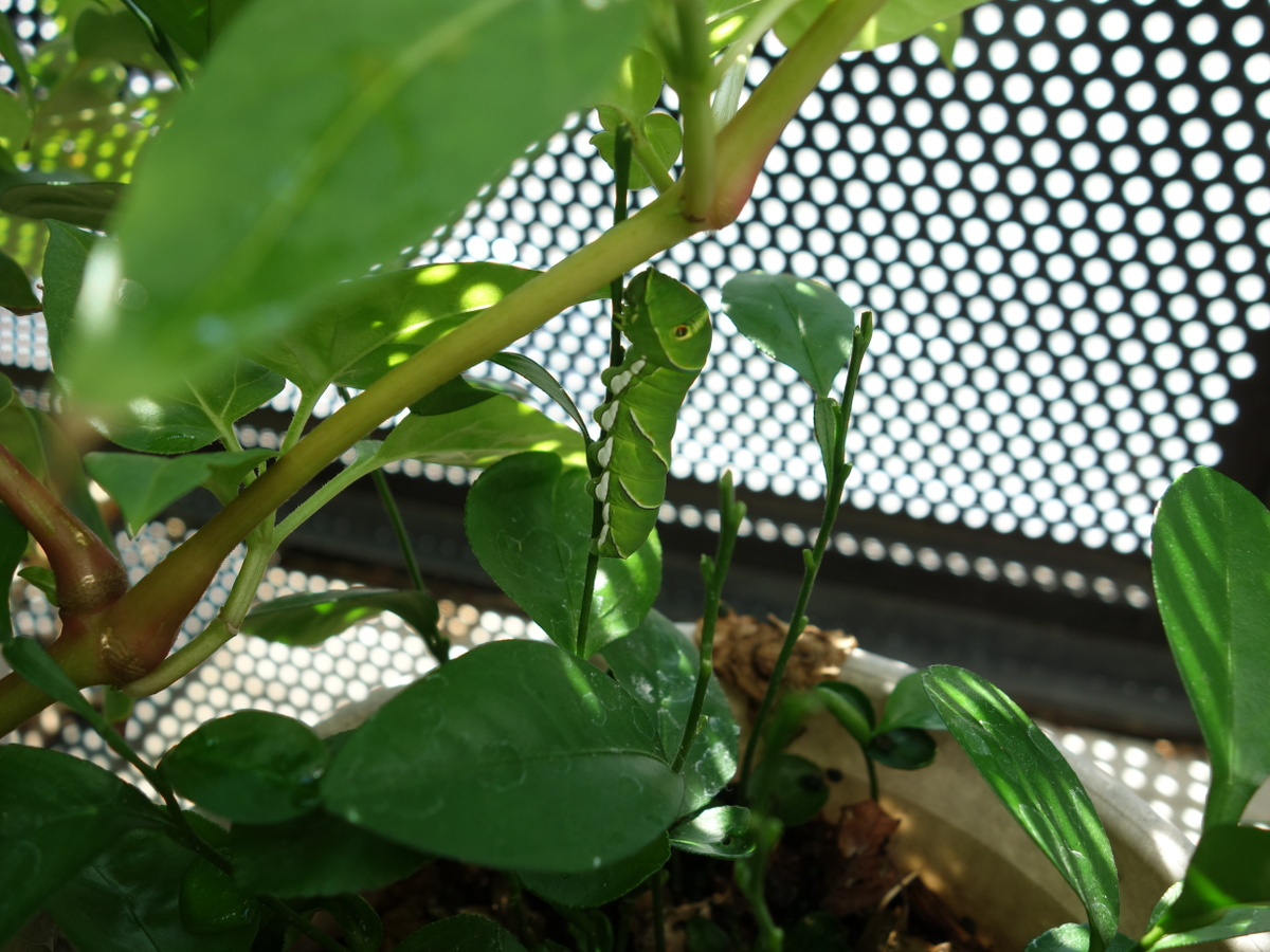 ナミアゲハの幼虫