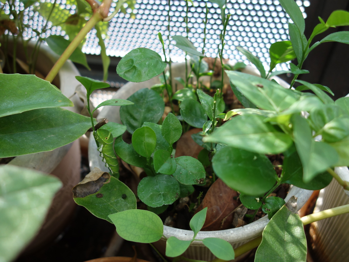 ナミアゲハの幼虫