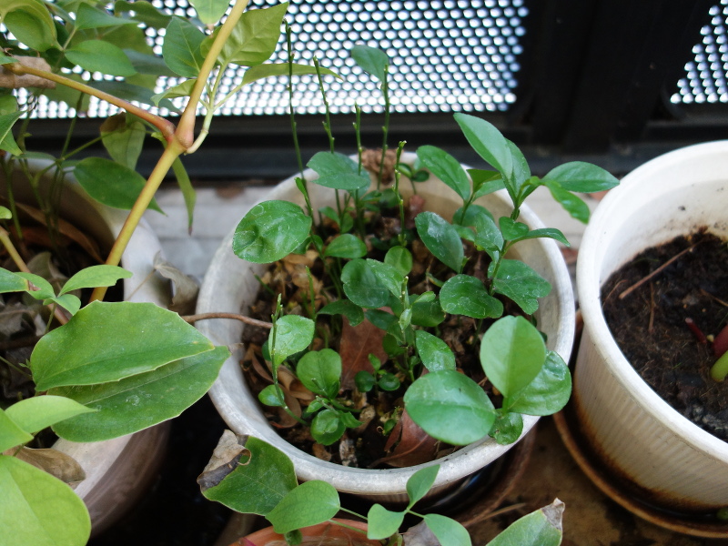 パー ル柑の実生の鉢