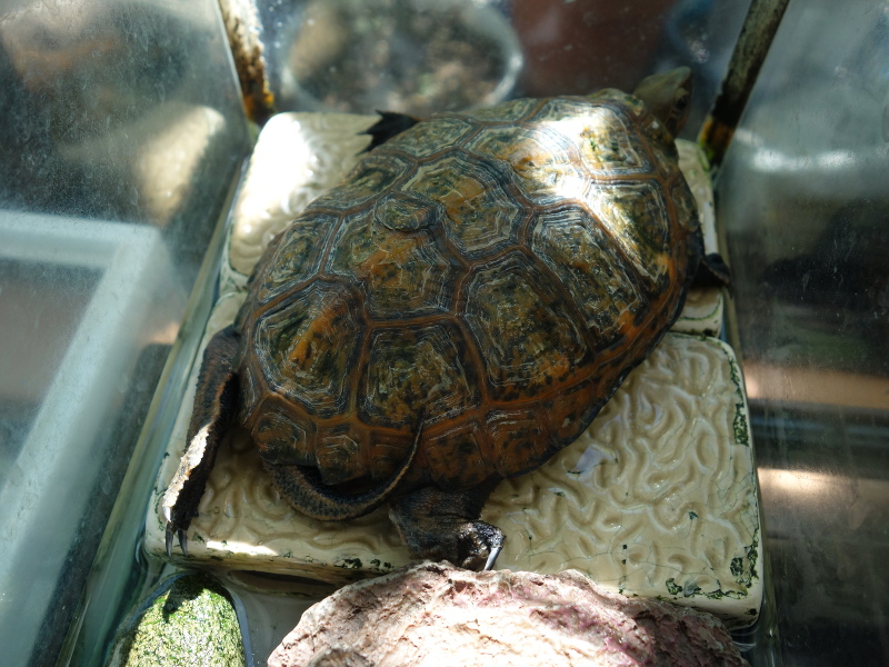 ニホンイシガメ