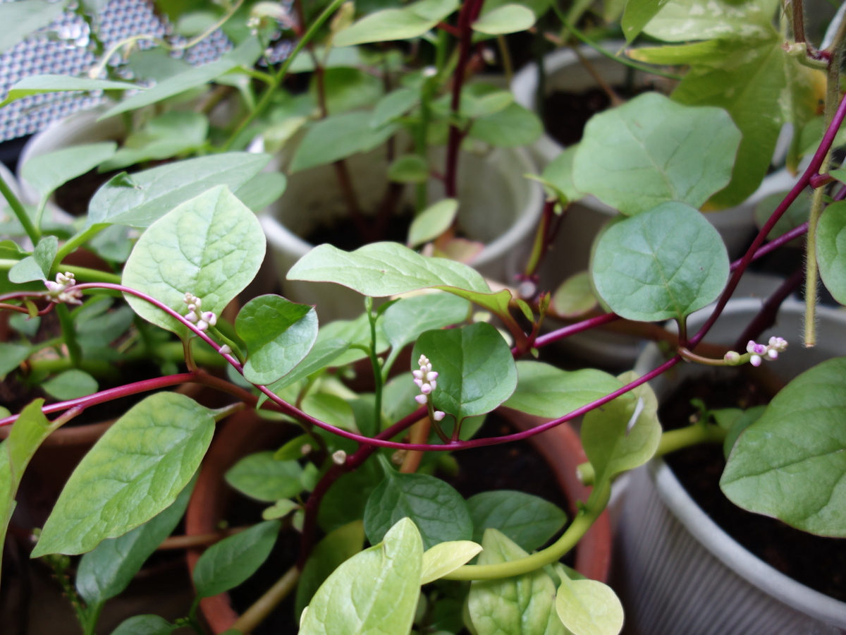 ツルムラサキ赤茎種