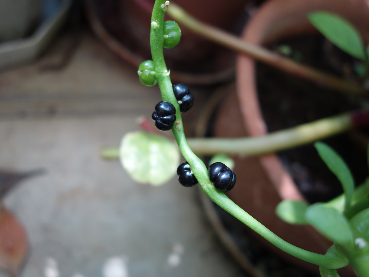 ツルムラサキ緑茎種