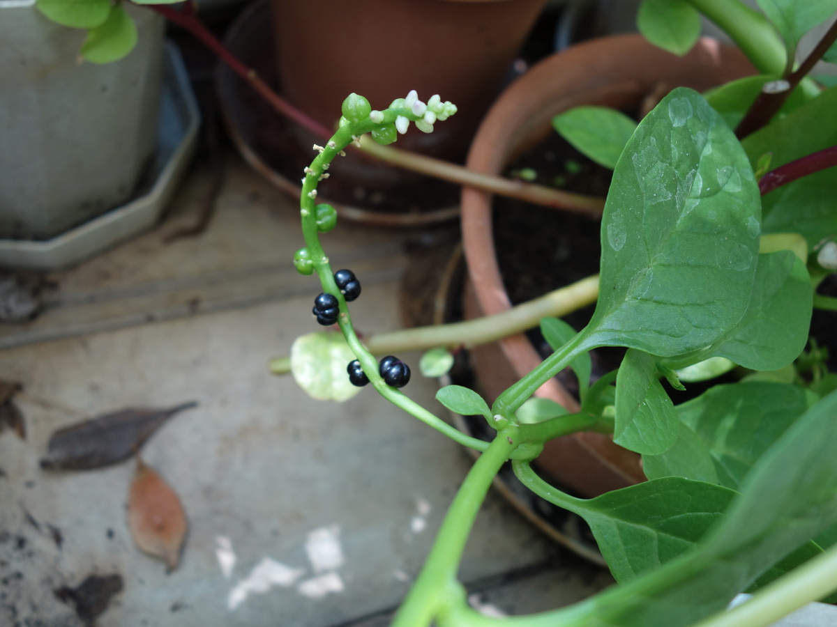 ツルムラサキ緑茎種