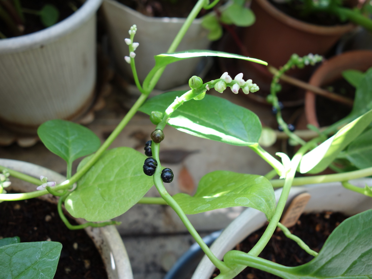 ツルムラサキ緑茎種