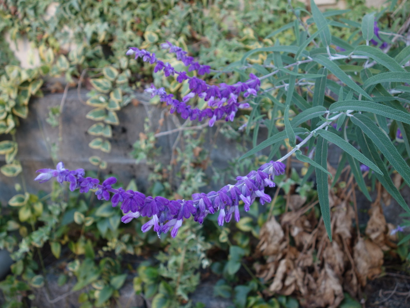 アメジストセージ(サルビア・レウカンサ)