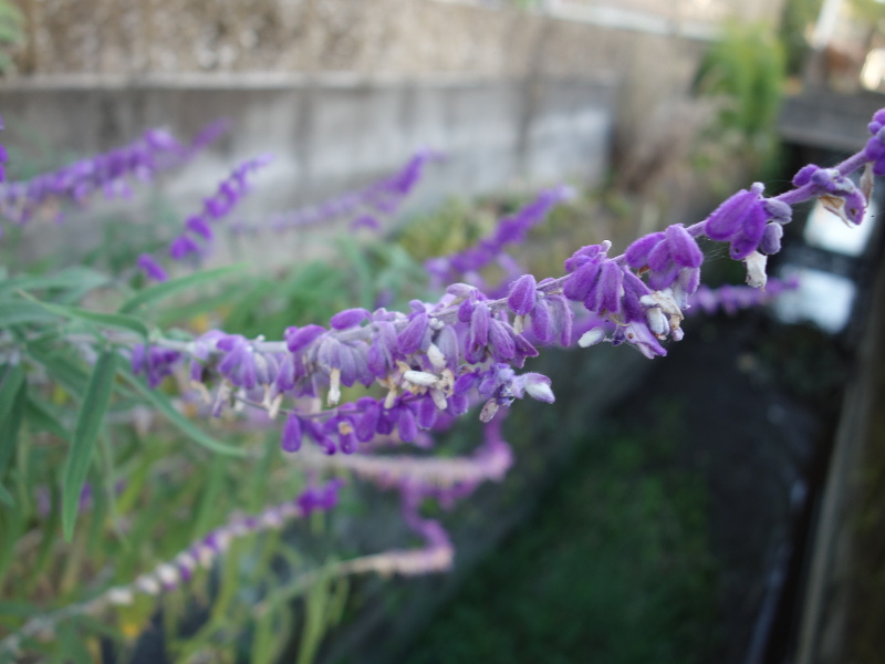 アメジストセージ(サルビア・レウカンサ)