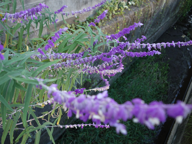 アメジストセージ(サルビア・レウカンサ)