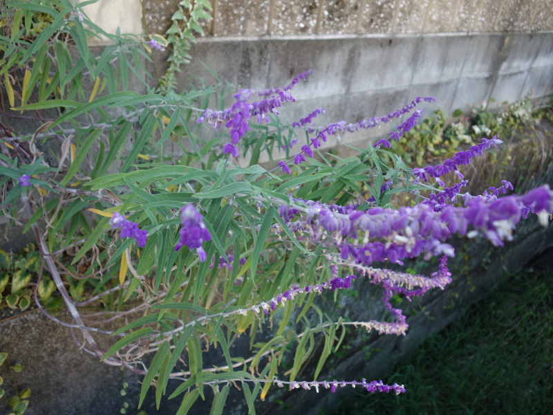 アメジストセージ(サルビア・レウカンサ)