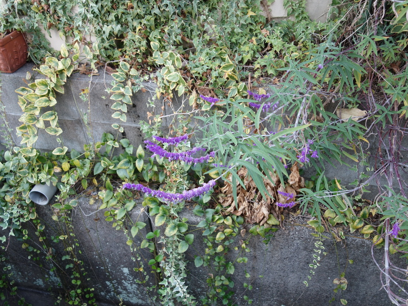 アメジストセージ(サルビア・レウカンサ)