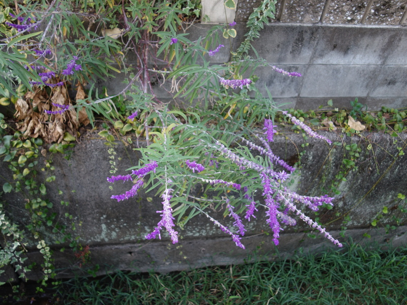 アメジストセージ(サルビア・レウカンサ)